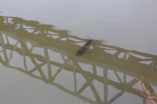 Charity of  Dong Cao pagoda